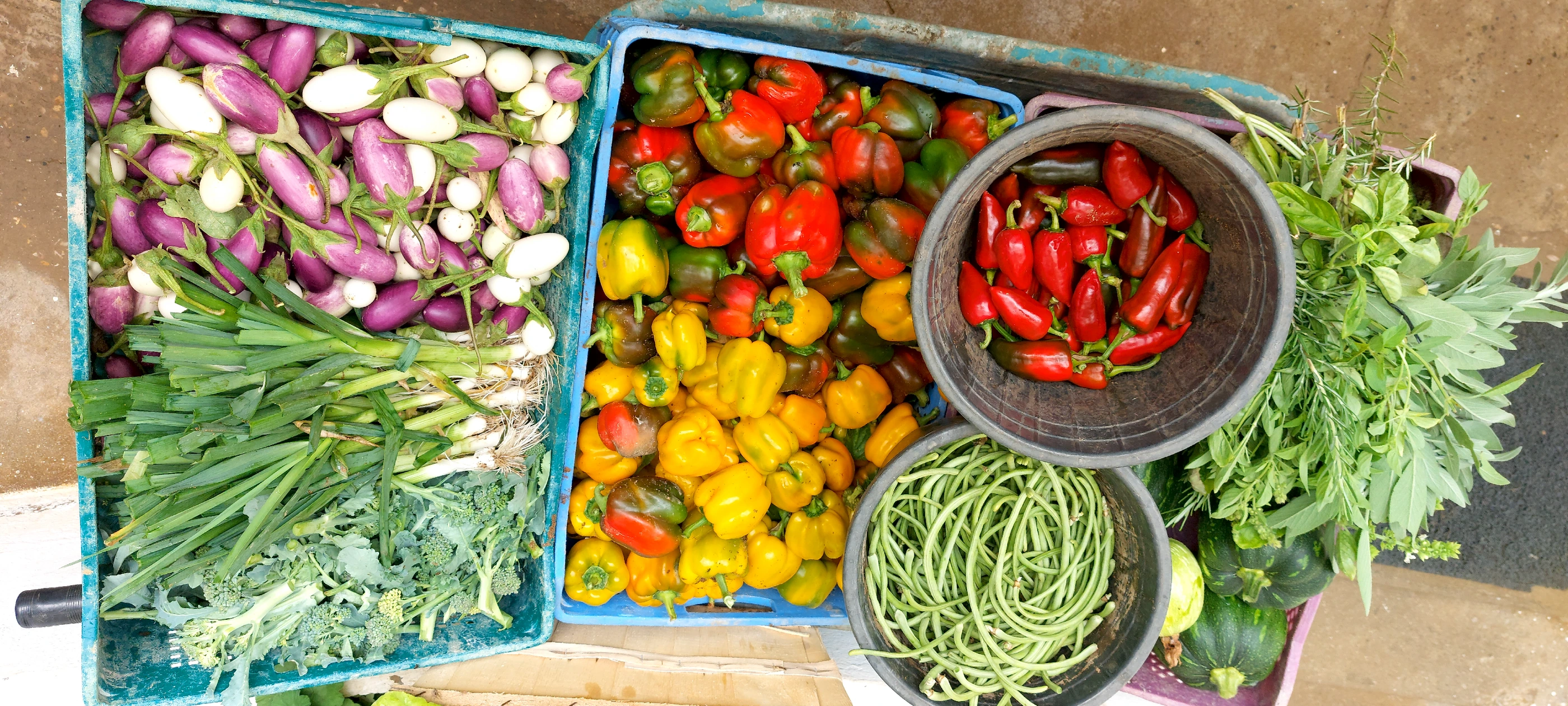 Récolte du potager Ostréa : aubergines, poivrons, piments, haricots et herbes fraîches